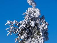 Skurrile Tannenbaumspitze